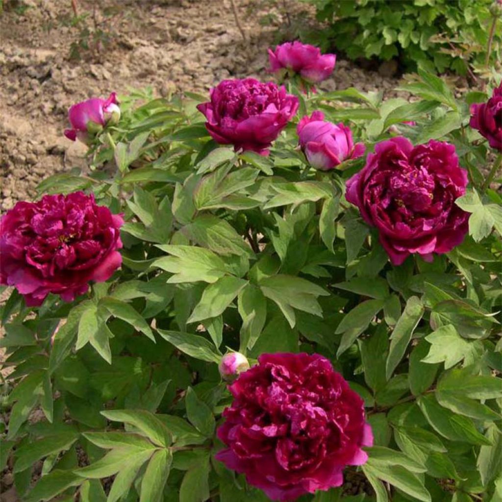 Pivoine arbustive 02 Bai Yuan Hong Xia - Paeonia suffruticosa