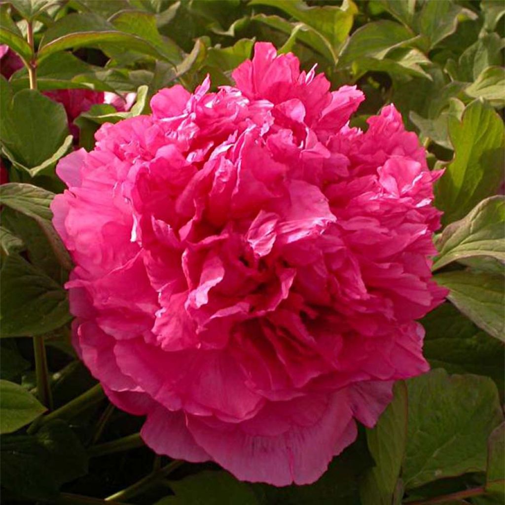 Pivoine arbustive 08 Juan Ye Hong - Paeonia suffruticosa