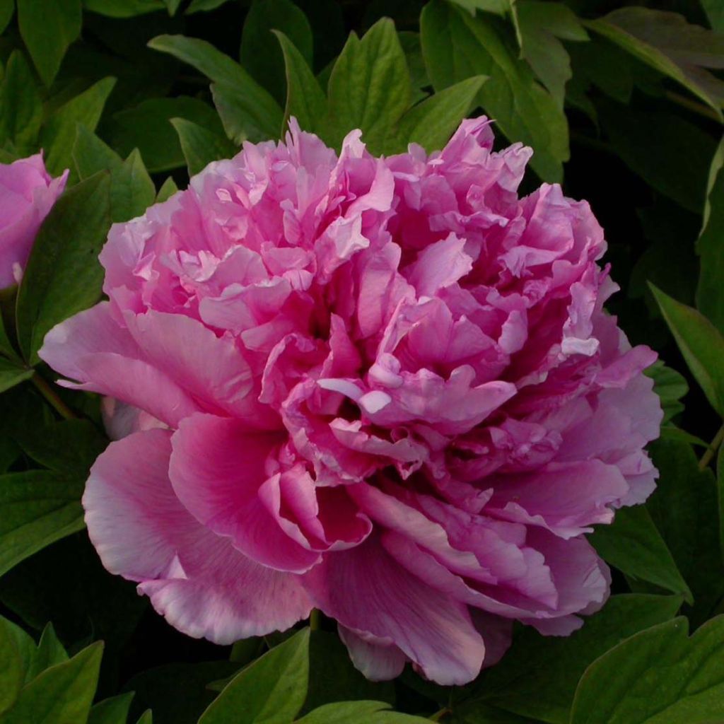 Pivoine arbustive 09 Lu He Hong - Paeonia (x) suffruticosa