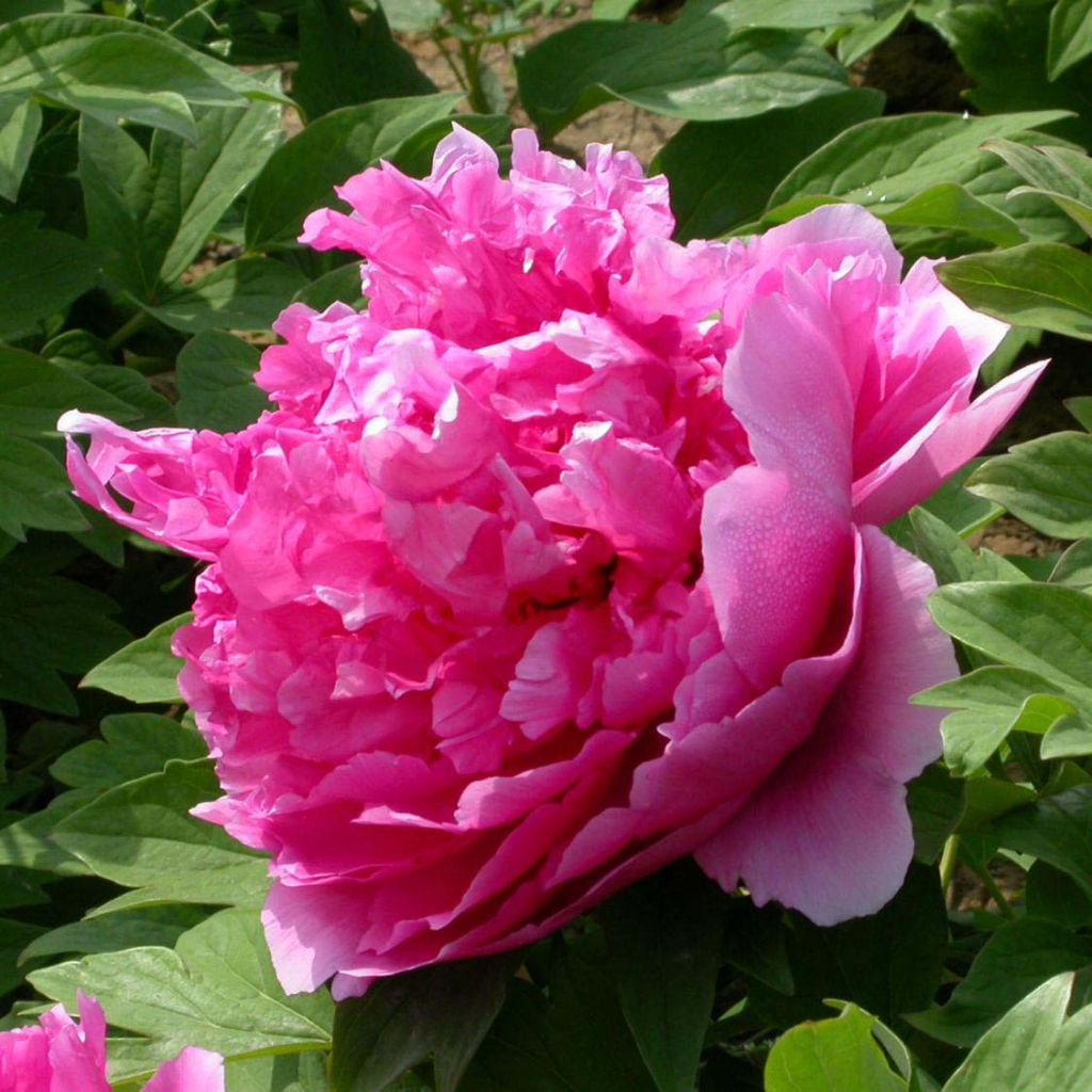 Pivoine arbustive 09 Lu He Hong - Paeonia (x) suffruticosa