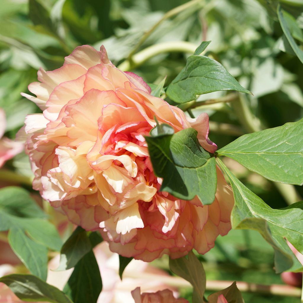 Pivoine arbustive Jin Ge - Paeonia suffruticosa