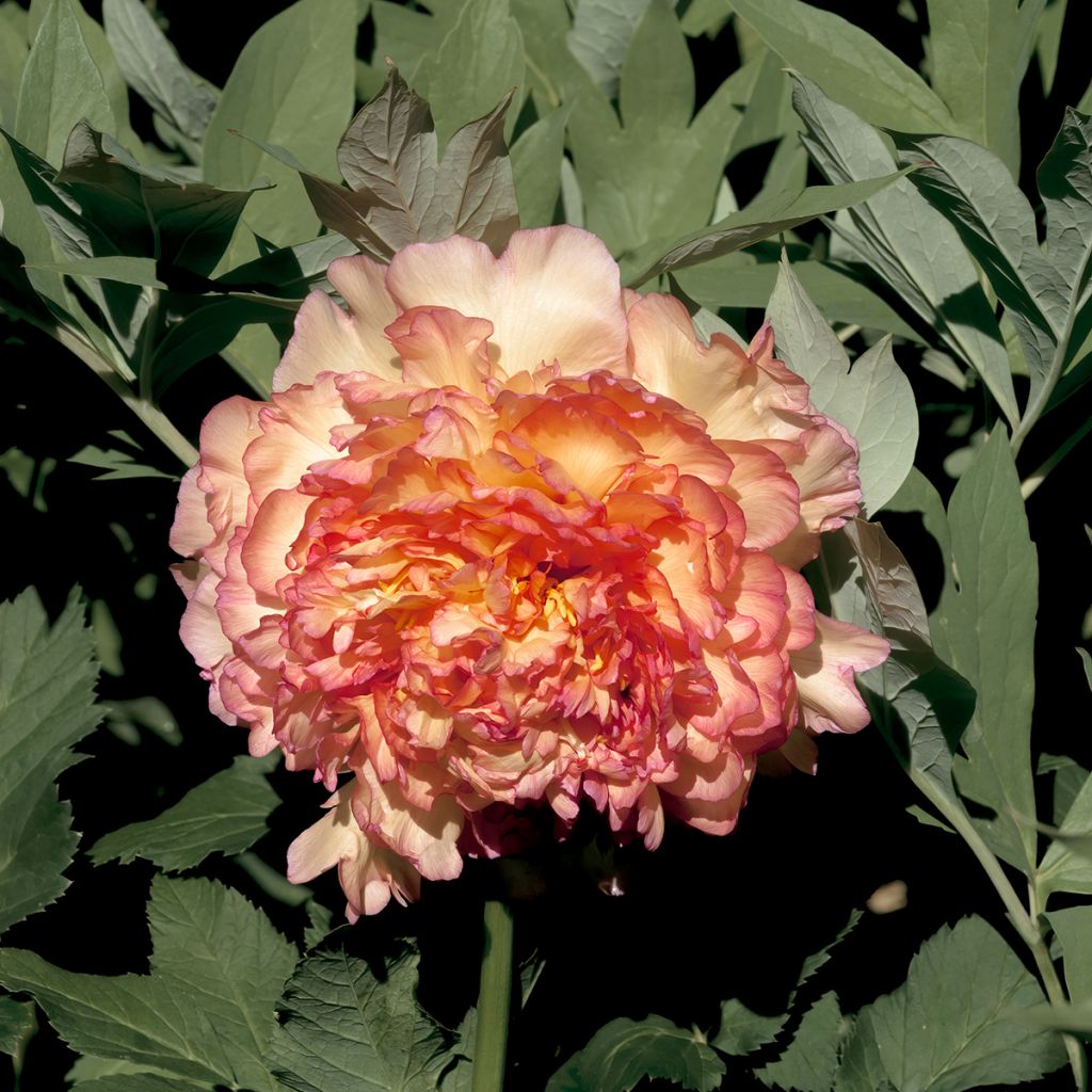 Pivoine arbustive Jin Ge - Paeonia suffruticosa