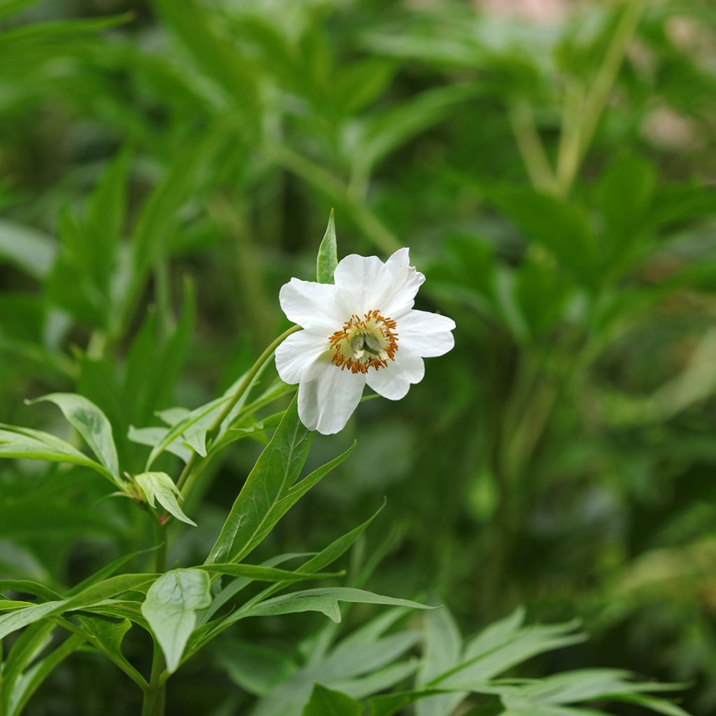 Paeonia emodi 