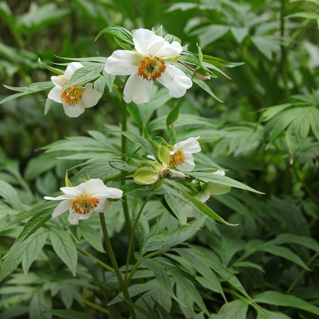 Paeonia emodi 