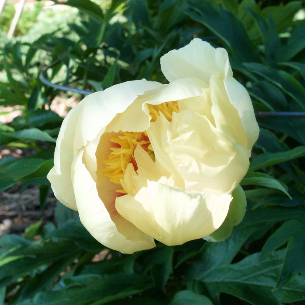 Pivoine itoh Viking Full Moon