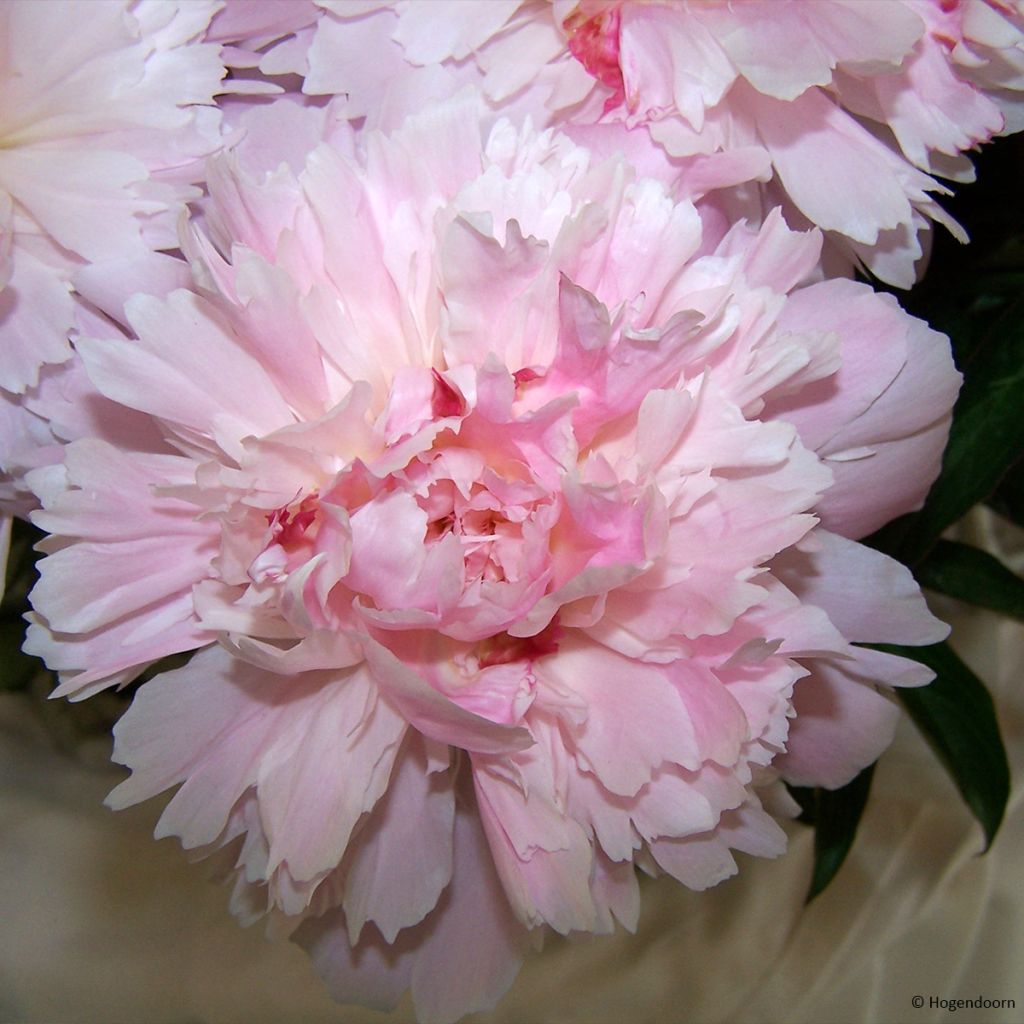 Pivoine lactiflora Alertie