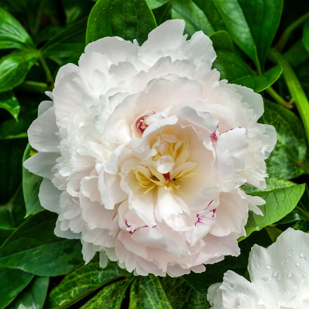 Pivoine lactiflora Boule de Neige