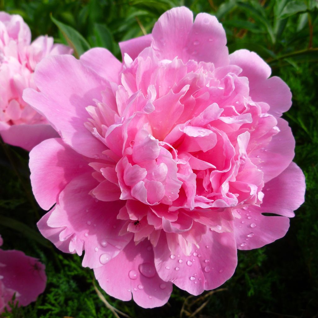 Pivoine lactiflora Bouquet Perfect