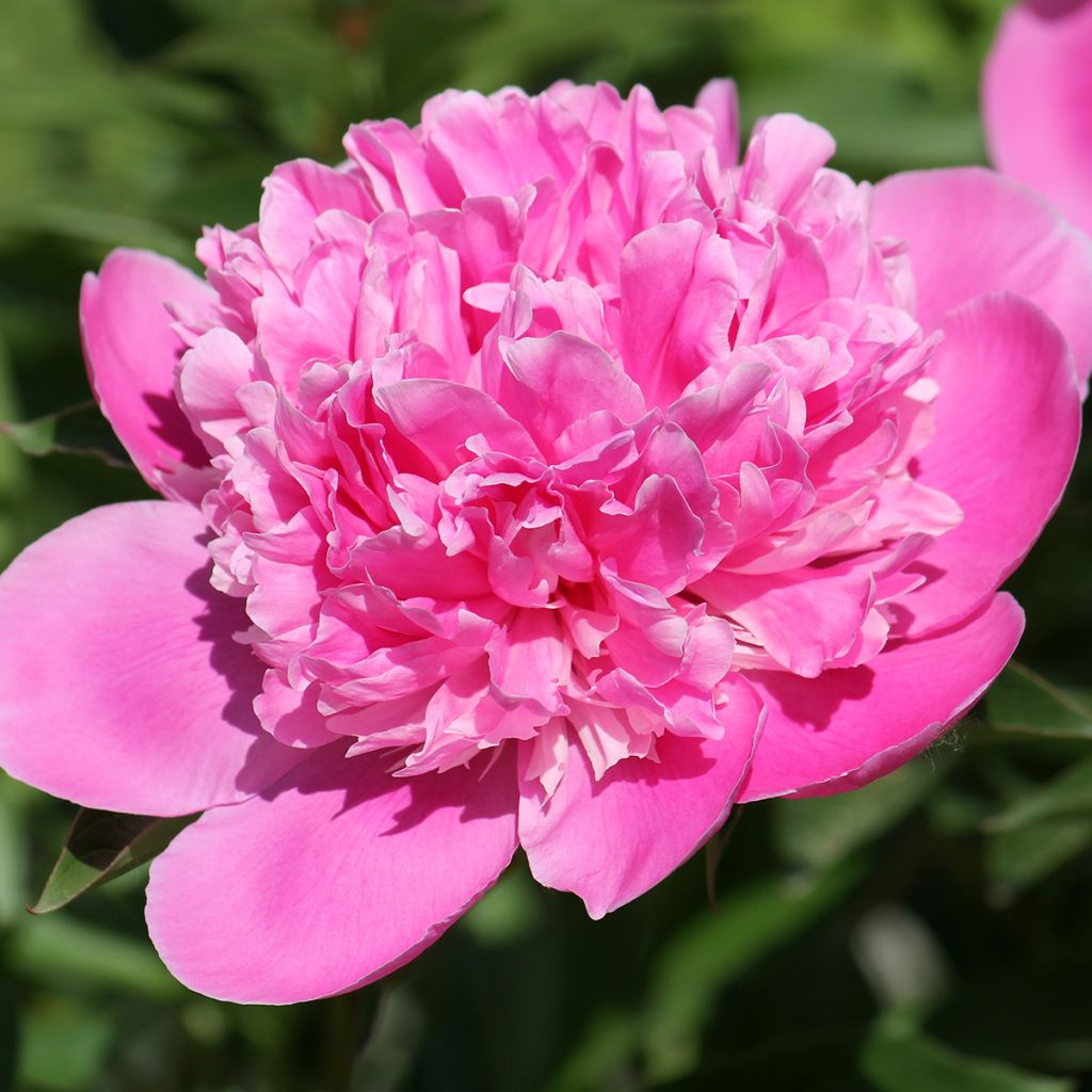 Pivoine lactiflora Bouquet Perfect