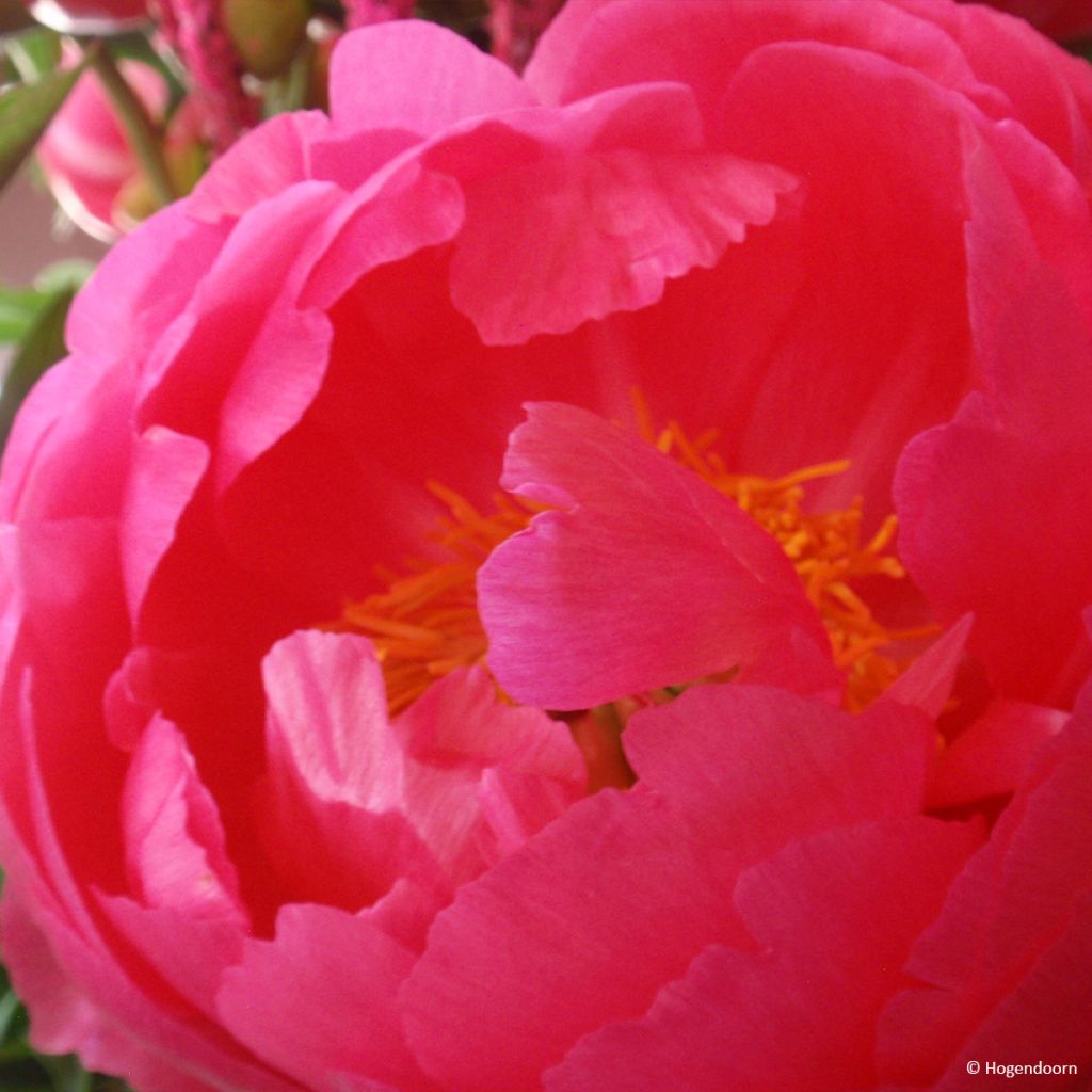 Pivoine lactiflora Cytherea 