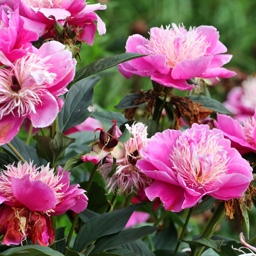 Pivoine lactiflora Fantastic