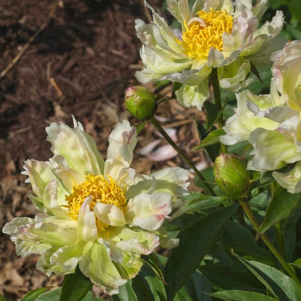 Pivoine lactiflora Green Lotus