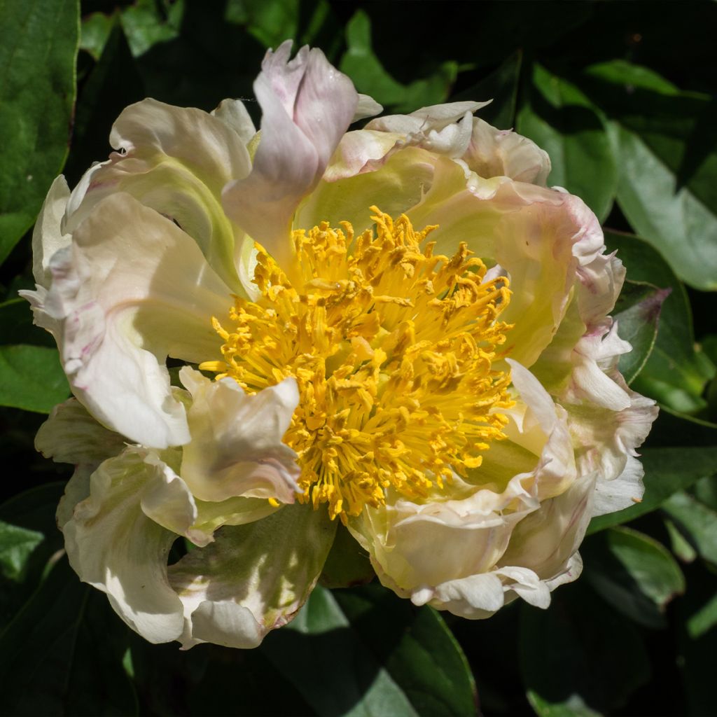 Pivoine lactiflora Green Lotus