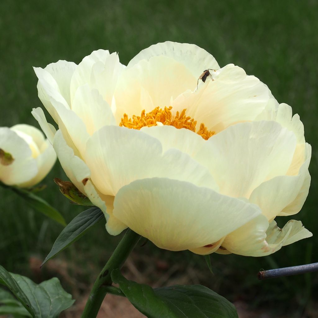 Pivoine lactiflora Lemon Chiffon 