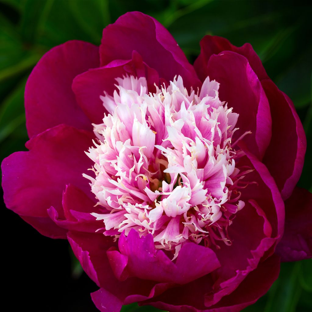 Pivoine lactiflora White Cap