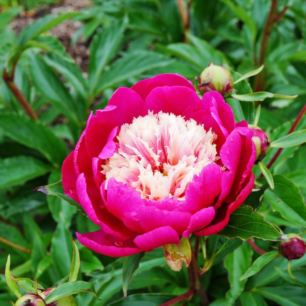 Pivoine lactiflora White Cap