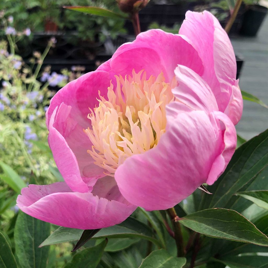 Pivoine lactiflora Bowl of Beauty