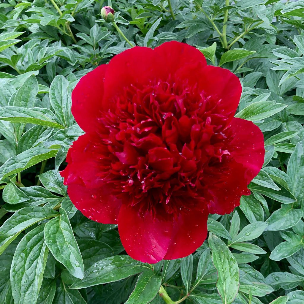 Pivoine lactiflora Red Charm