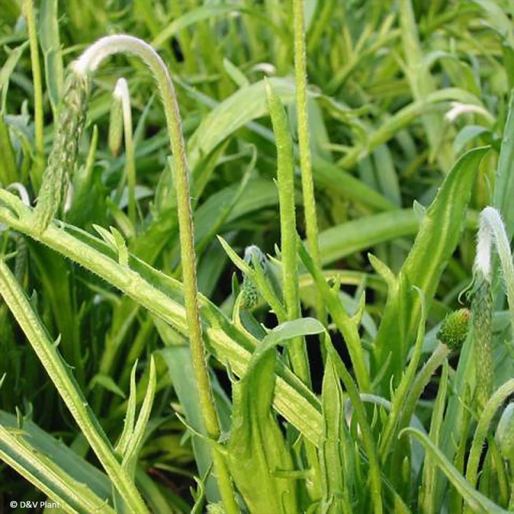 Plantago coronopus - Plantain corne-de-cerf