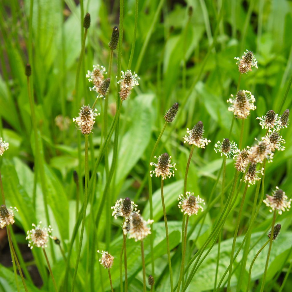 Plantago lanceolata 