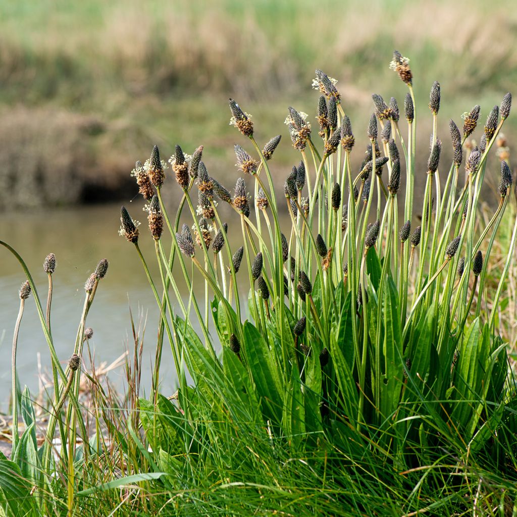 Plantago lanceolata 