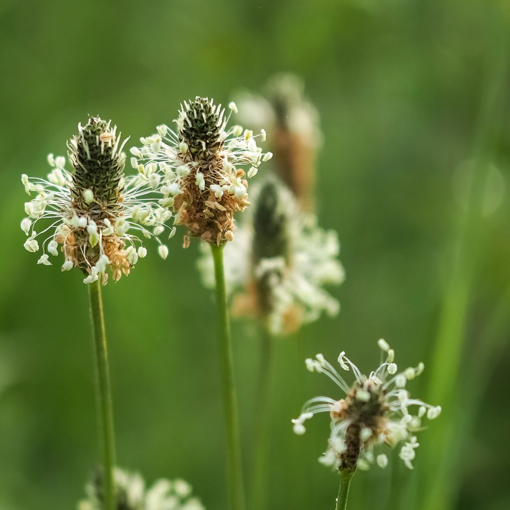 Plantago lanceolata 