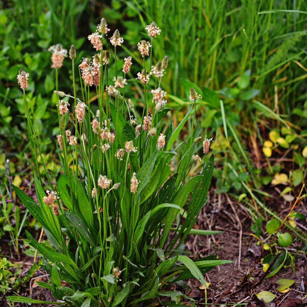Plantago lanceolata 