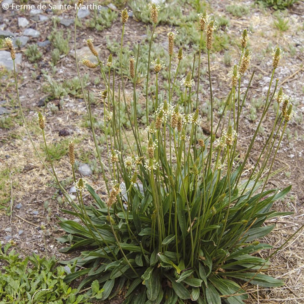 Plantain lancéolé Bio - Ferme de Sainte Marthe