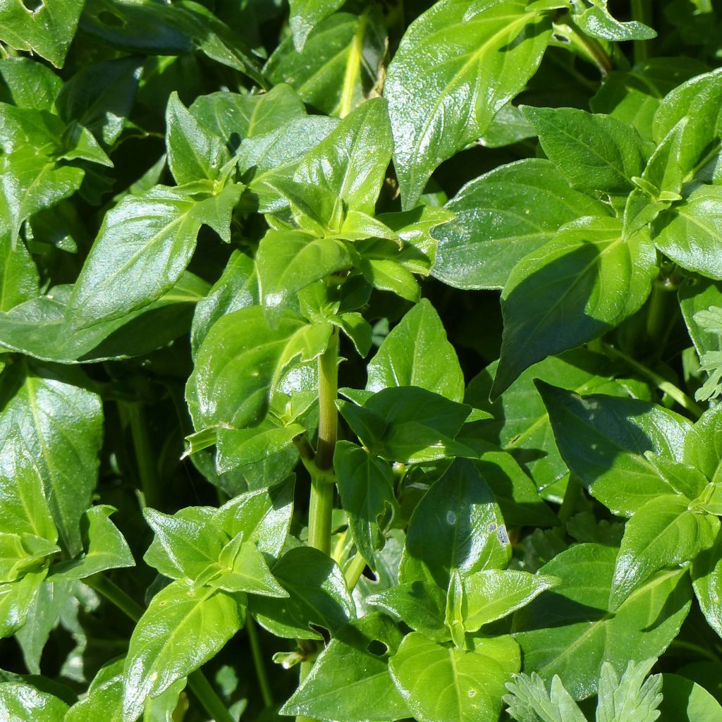 Plante Champignon - Rungia klossii