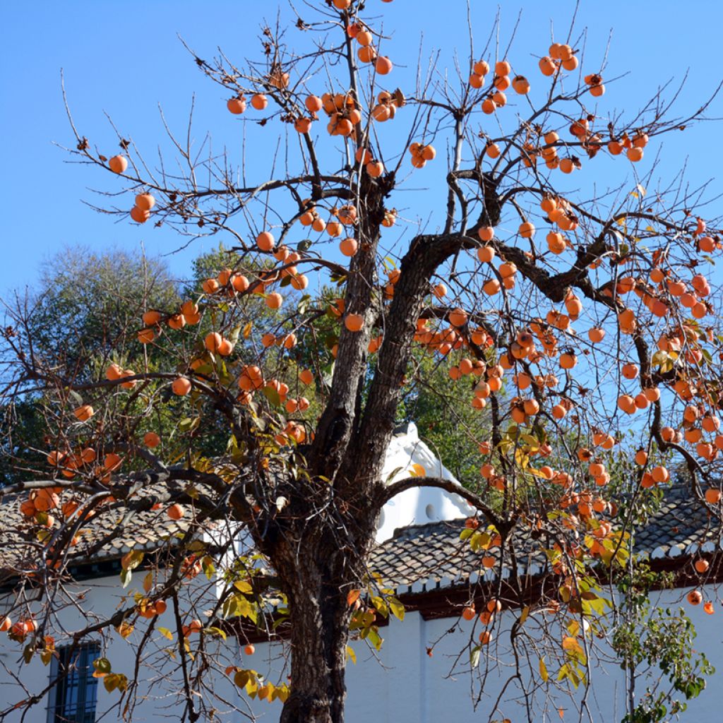 Plaqueminier, Kaki - Diospyros kaki Korea