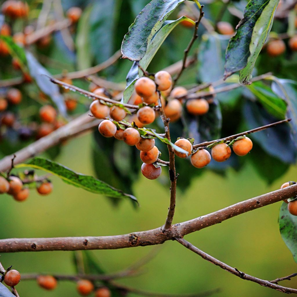 Plaqueminier, Kaki - Diospyros lotus