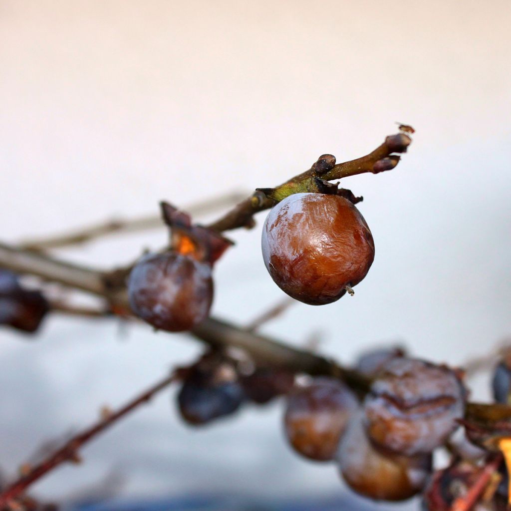 Plaqueminier, Kaki - Diospyros lotus