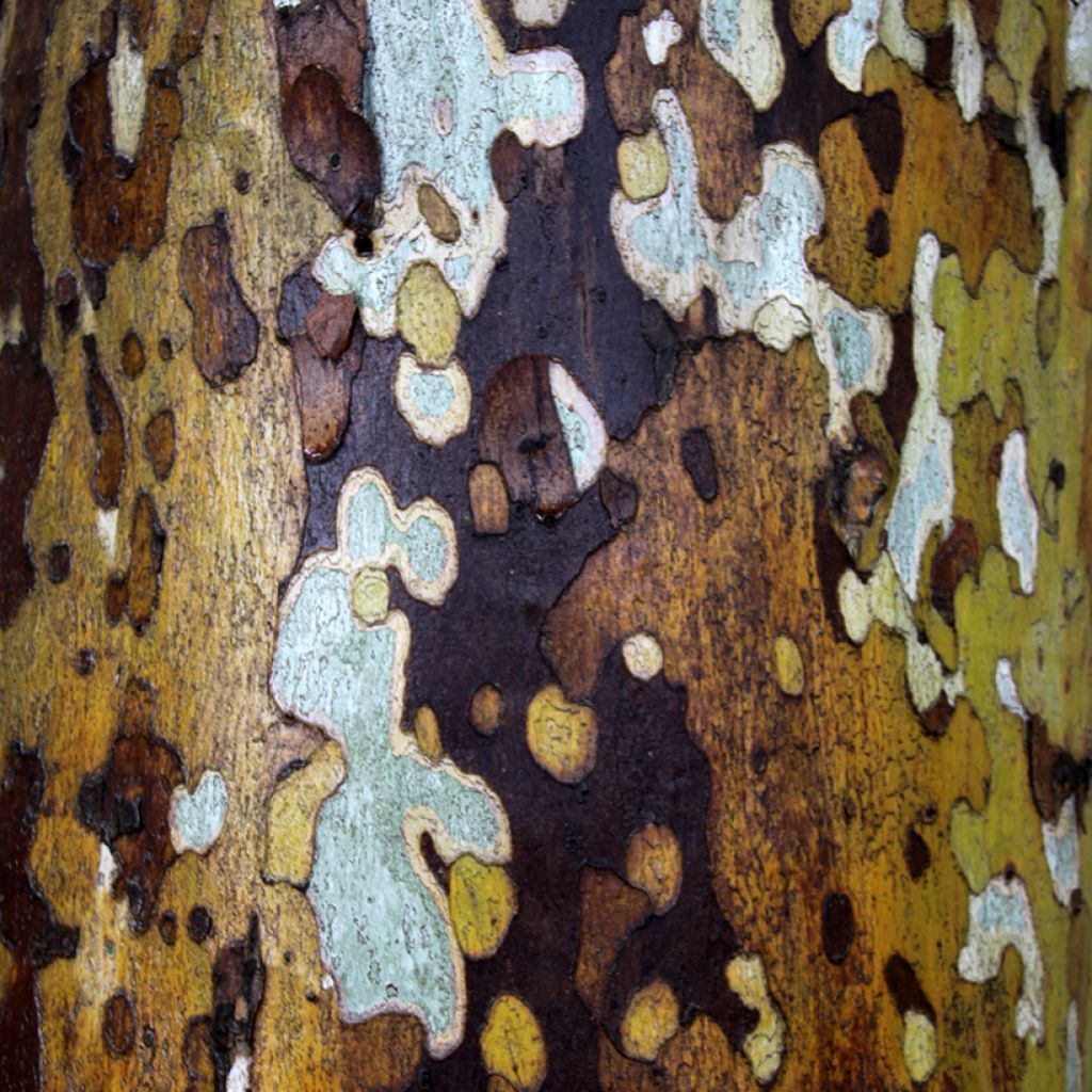 Platanus x hispanica