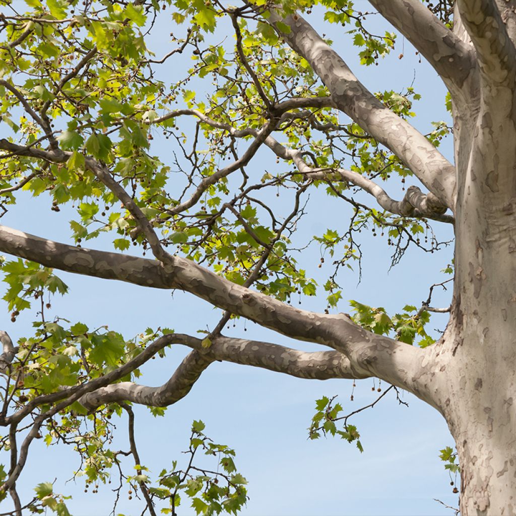 Platanus hispanica El Gordo - Platane 