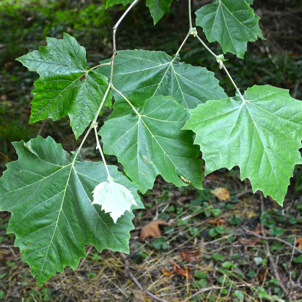 Platanus hispanica El Gordo - Platane 