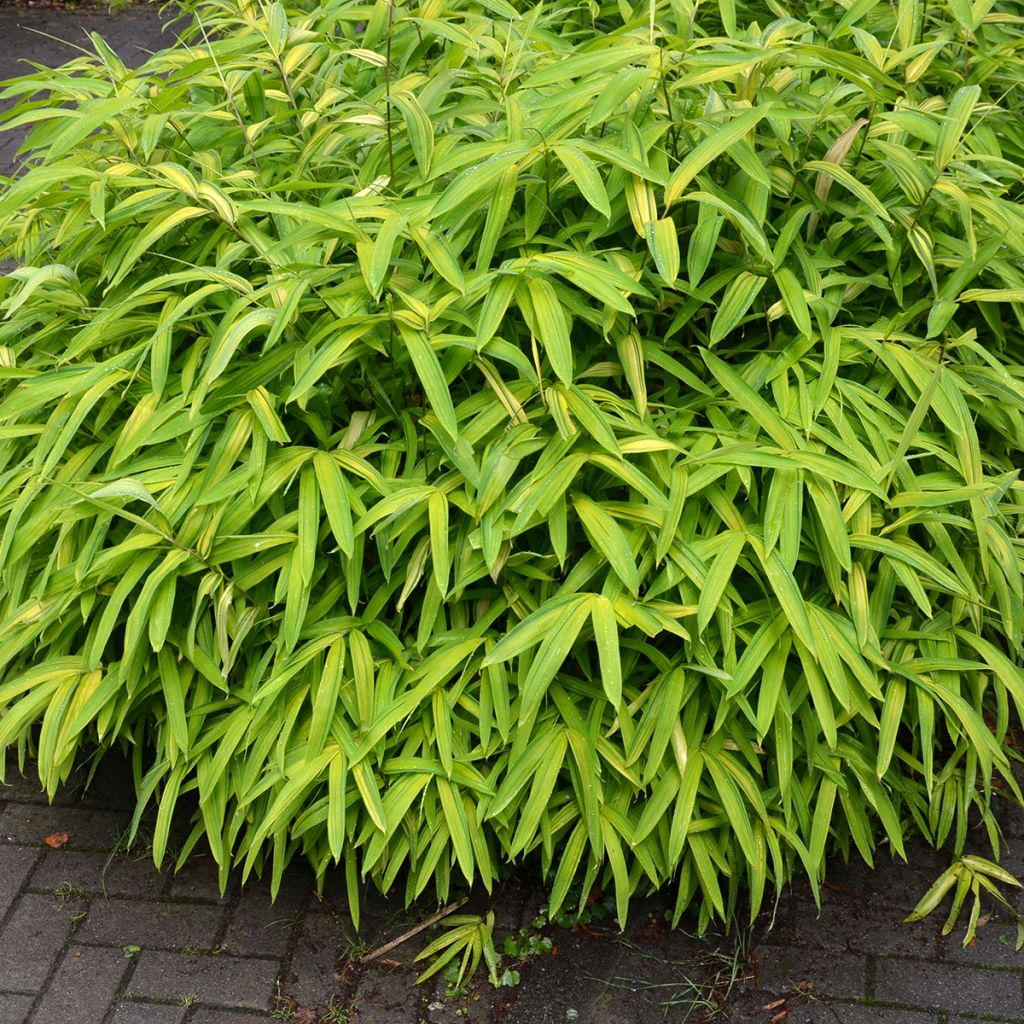 Pleioblastus argenteostriatus Pumilus - Dwarf Bamboo