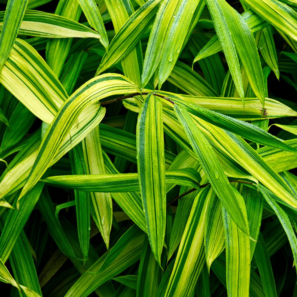 Pleioblastus auricomus - Dwarf Bamboo