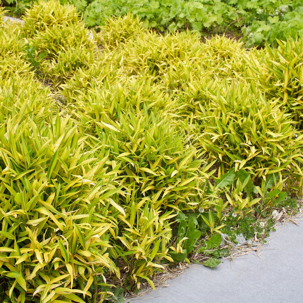 Pleioblastus auricomus - Dwarf Bamboo