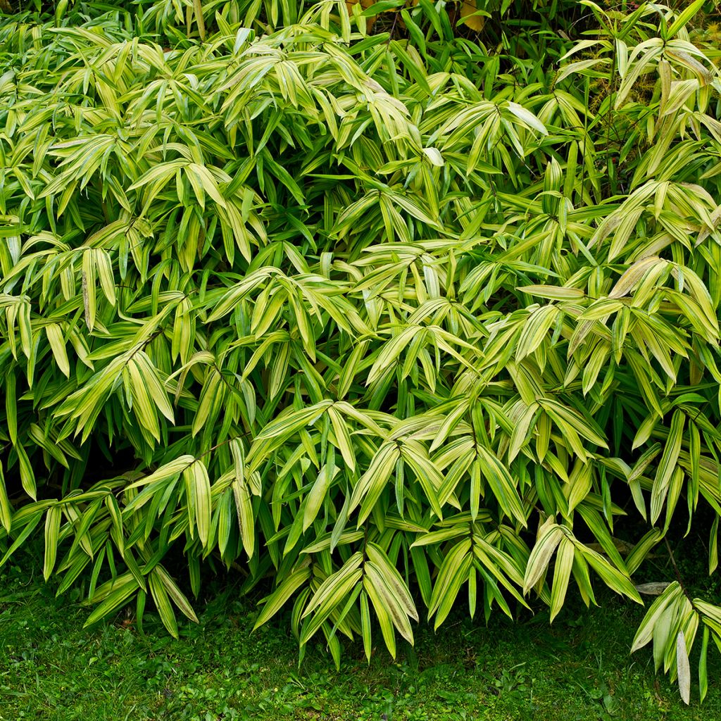 Pleioblastus auricomus - Dwarf Bamboo