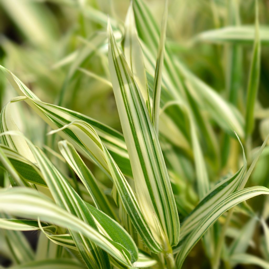 Pleioblastus fortunei Variegatus - Dwarf Bamboo