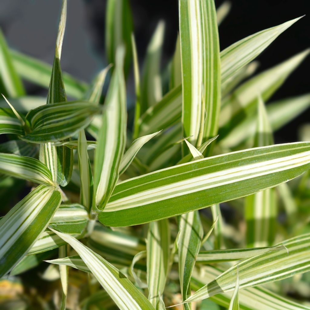 Pleioblastus fortunei Variegatus - Dwarf Bamboo