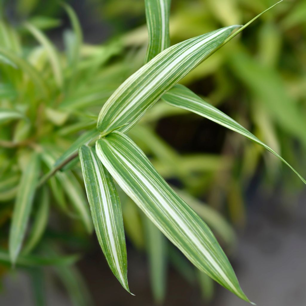 Pleioblastus fortunei Variegatus - Dwarf Bamboo