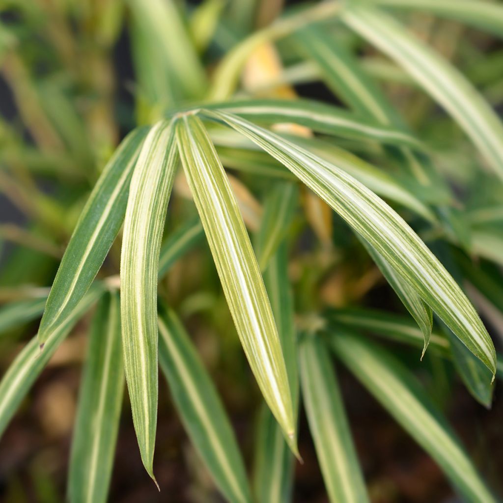 Pleioblastus fortunei Variegatus - Dwarf Bamboo