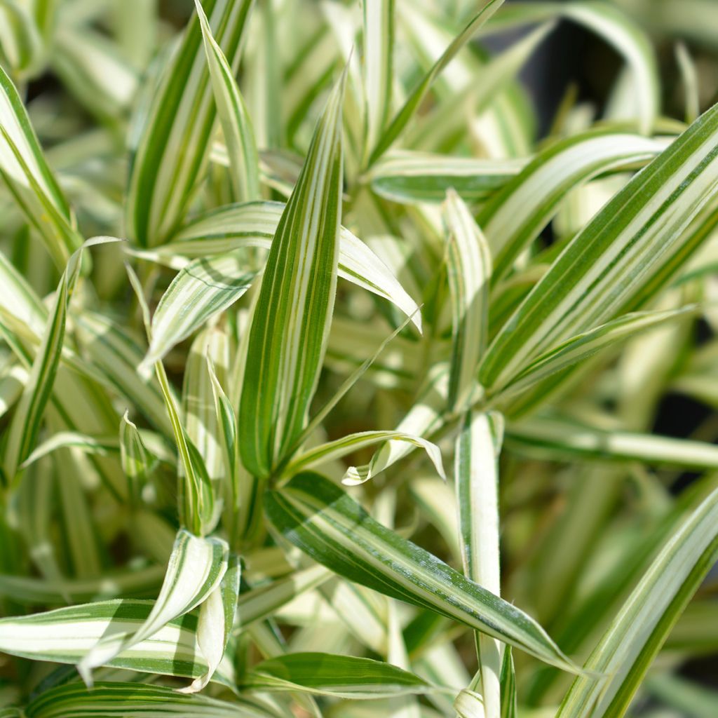 Pleioblastus fortunei Variegatus - Dwarf Bamboo