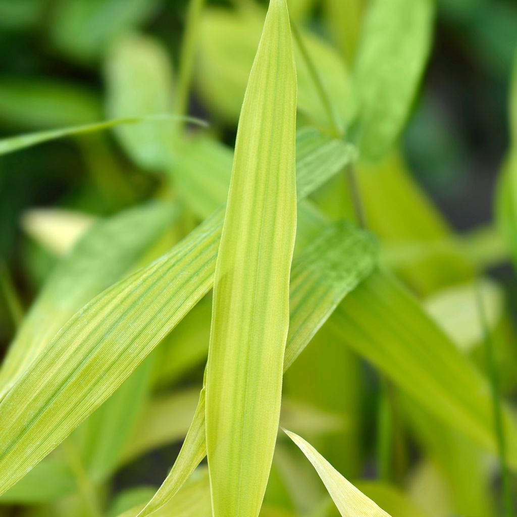 Pleioblastus pygmaeus Distichus - Dwarf Bamboo