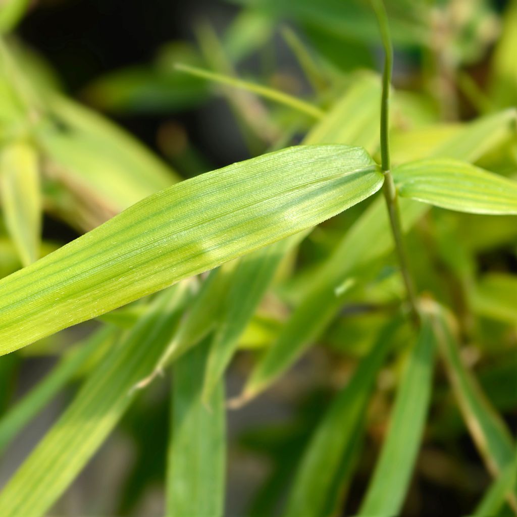 Pleioblastus pygmaeus Distichus - Dwarf Bamboo