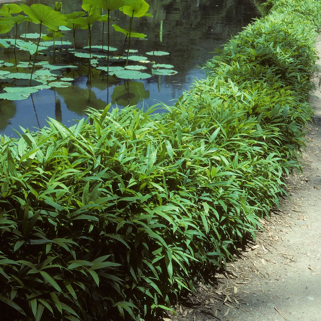 Pleioblastus viridistriatus Vagans - Dwarf Bamboo