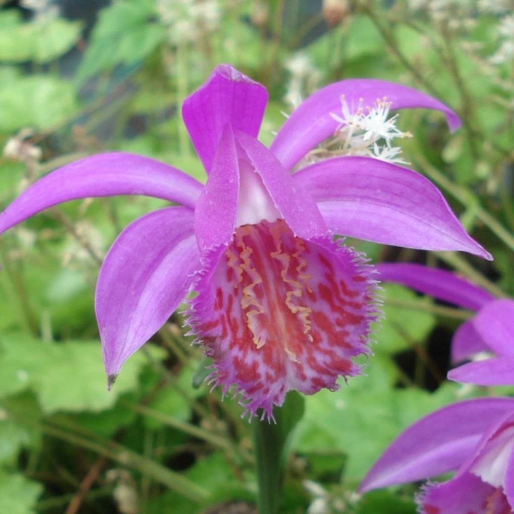 Pleione Tongariro