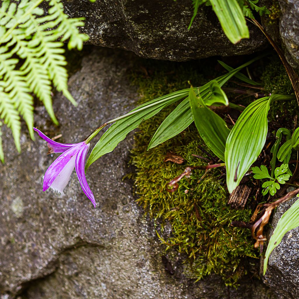 Pleione formosana - Orchidée de Formose terrestre 