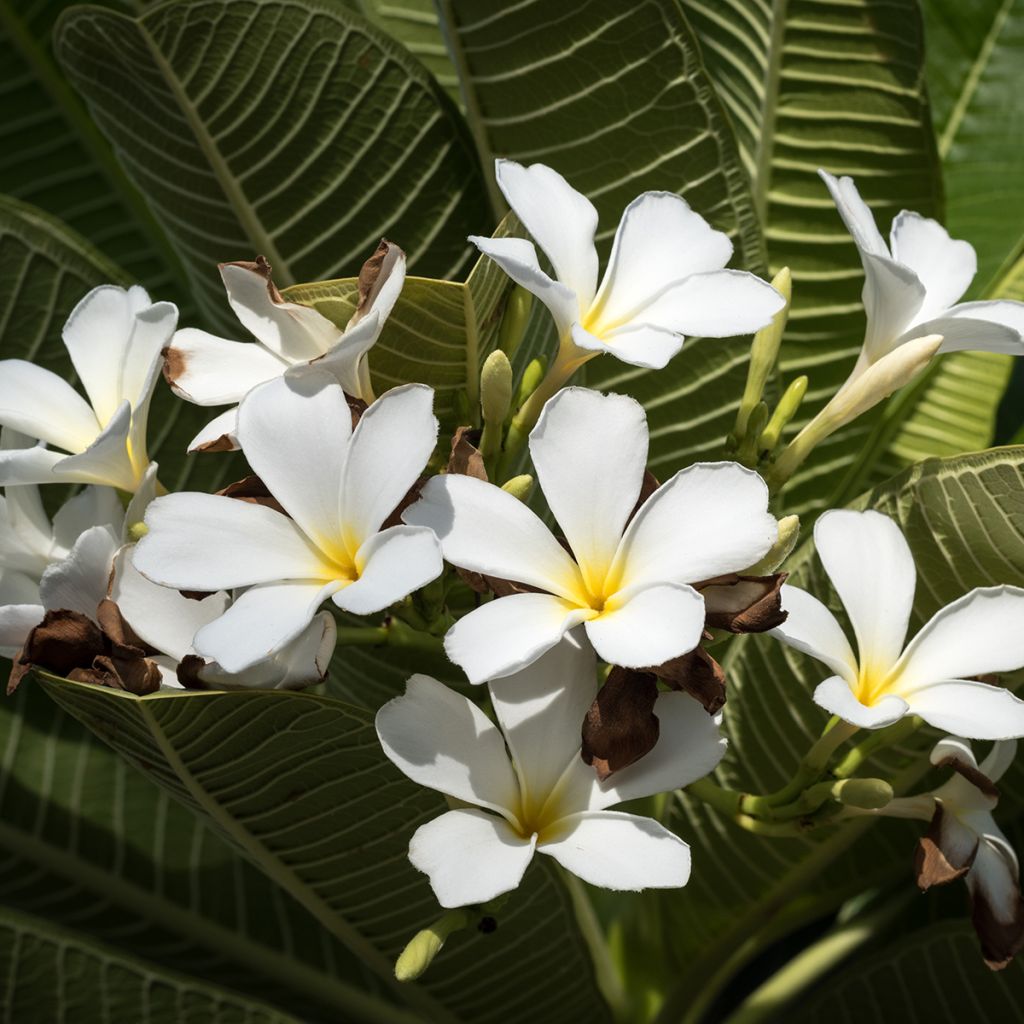 Plumeria obtusa - Frangipanier